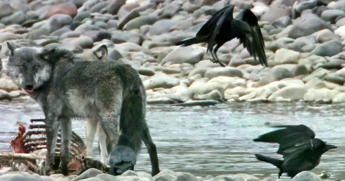 View - Bí ẩn "liên minh" săn mồi giữa quạ và sói hoang dã | Báo Tri thức và Cuộc sống - TIN TỨC PHỔ BIẾN KIẾN THỨC 24H
