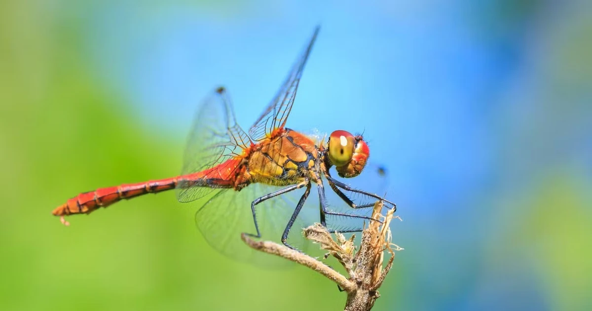View - “Thiên địch” của muỗi tiền triệu mỗi cân, Việt Nam có nhiều | Báo Tri thức và Cuộc sống - TIN TỨC PHỔ BIẾN KIẾN THỨC 24H