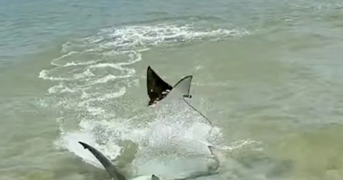 View - Cá mập đầu búa rượt đuổi cá đuối, kết cục bất ngờ | Báo Tri thức và Cuộc sống - TIN TỨC PHỔ BIẾN KIẾN THỨC 24H