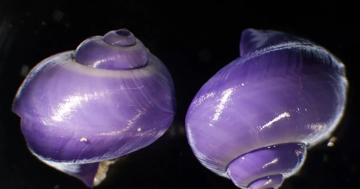 View - Ốc biển màu tím cực hiếm trôi dạt trên bờ biển Mỹ | Báo Tri thức và Cuộc sống - TIN TỨC PHỔ BIẾN KIẾN THỨC 24H