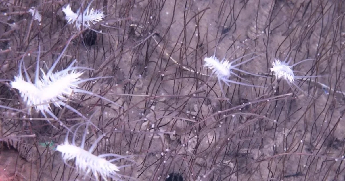 View - Lần đầu thấy cộng đồng sinh vật biển sâu tồn tại nhờ hóa chất | Báo Tri thức và Cuộc sống - TIN TỨC PHỔ BIẾN KIẾN THỨC 24H