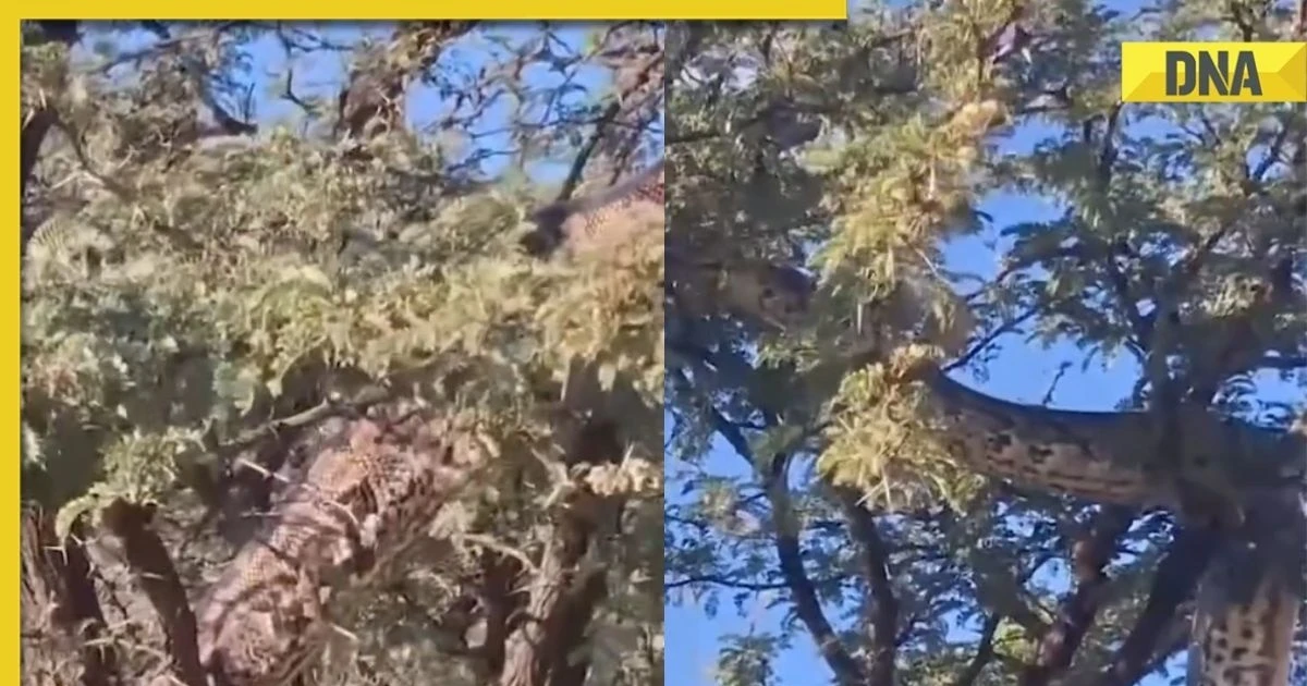 View - Nhìn lên cây, hốt hoảng thấy "quái thú" làm chuyện động trời | Báo Tri thức và Cuộc sống - TIN TỨC PHỔ BIẾN KIẾN THỨC 24H