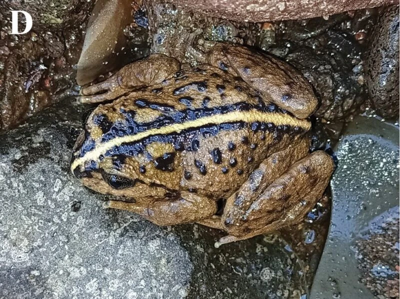 View - Biến mất hơn 130 năm, loài vật kỳ bí bất ngờ tái xuất | Báo Tri thức và Cuộc sống - TIN TỨC PHỔ BIẾN KIẾN THỨC 24H