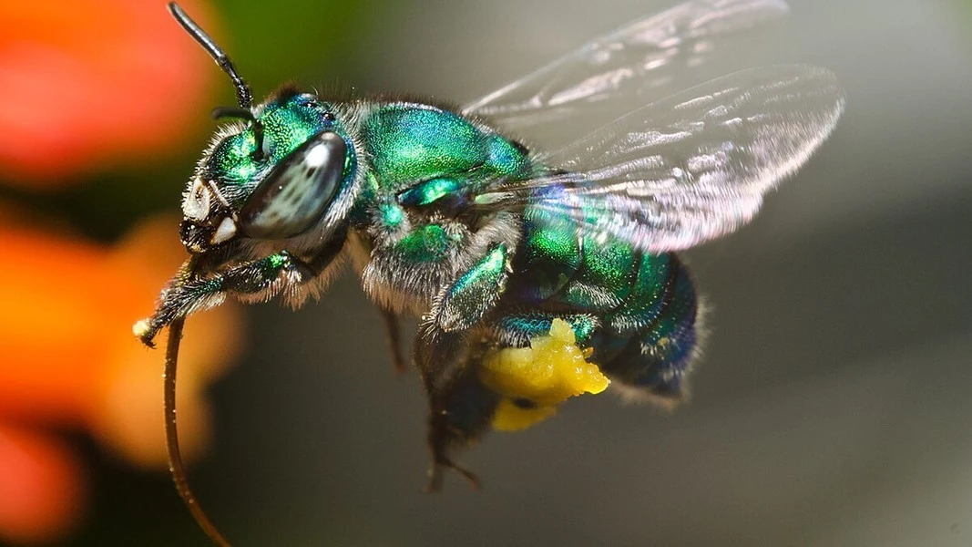 View - Loài ong đỏm dáng nhất thế giới, đẹp gây mê | Báo Tri thức và Cuộc sống - TIN TỨC PHỔ BIẾN KIẾN THỨC 24H