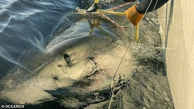 View - Cá mập hổ xuất hiện gần bờ Cape Cod khiến ngư dân hoảng hốt | Báo Tri thức và Cuộc sống - TIN TỨC PHỔ BIẾN KIẾN THỨC 24H