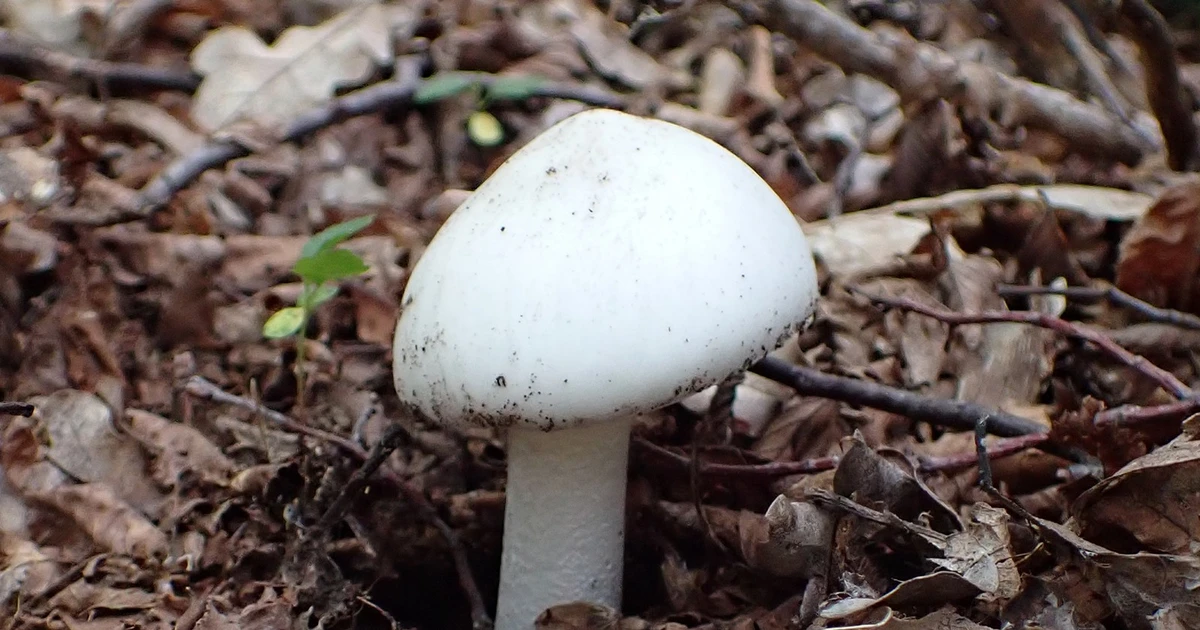 View - Những loài nấm độc nhất trên thế giới, ngửi cũng mất mạng | Báo Tri thức và Cuộc sống - TIN TỨC PHỔ BIẾN KIẾN THỨC 24H