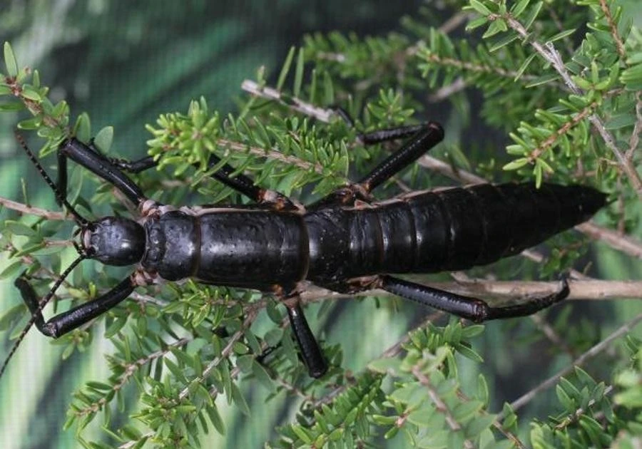 View - Sau 100 năm tuyệt tích, côn trùng quý hiếm bất ngờ tái xuất | Báo Tri thức và Cuộc sống - TIN TỨC PHỔ BIẾN KIẾN THỨC 24H