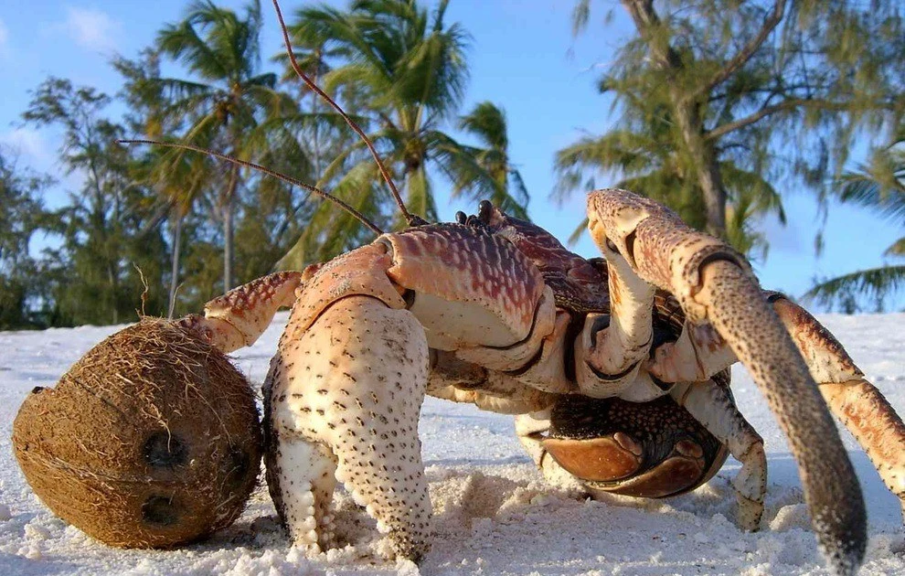 View -  Loài cua siêu khỏe biết leo cây, đập vỡ sọ dừa để ăn | Báo Tri thức và Cuộc sống - TIN TỨC PHỔ BIẾN KIẾN THỨC 24H