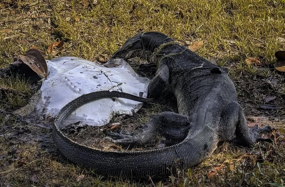 View - Đi dạo hồ, thanh niên sững người thấy cảnh tượng rùng rợn | Báo Tri thức và Cuộc sống - TIN TỨC PHỔ BIẾN KIẾN THỨC 24H