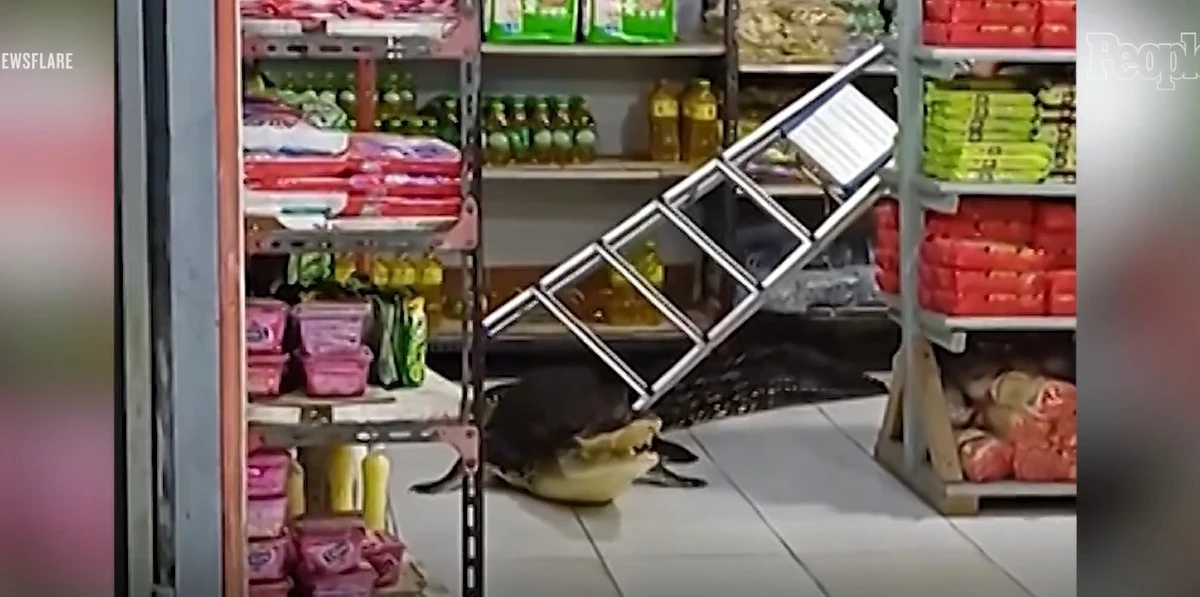 View - Quái thú dài hơn 3m "đi lạc" vào cửa hàng tạp hóa gây kinh hãi | Báo Tri thức và Cuộc sống - TIN TỨC PHỔ BIẾN KIẾN THỨC 24H