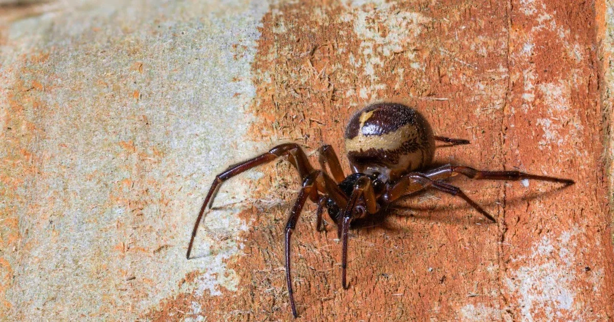 View - Cảnh báo nhện độc chuẩn bị tràn vào nhà dân khắp nước Anh | Báo Tri thức và Cuộc sống - TIN TỨC PHỔ BIẾN KIẾN THỨC 24H