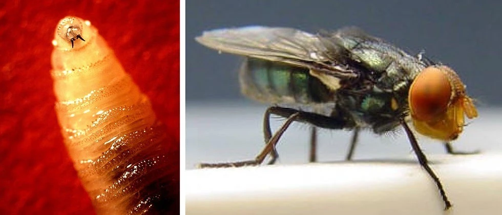 Loài giòi ăn thịt gây ám ảnh tái xuất, biên giới Mỹ Mexico báo động