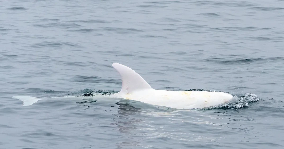 View - Sửng sốt khoảnh khắc cá heo bạch tạng cực hiếm tung tăng giữa biển | Báo Tri thức và Cuộc sống - TIN TỨC PHỔ BIẾN KIẾN THỨC 24H