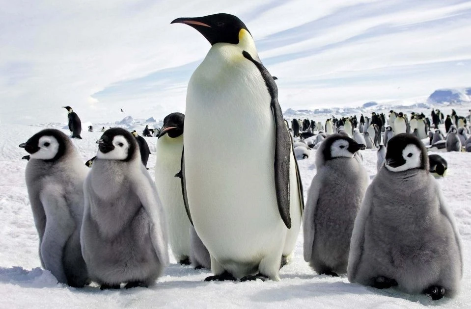 View - Sốc: Chim cánh cụt hoàng đế có thể tuyệt chủng năm 2100 | Báo Tri thức và Cuộc sống - TIN TỨC PHỔ BIẾN KIẾN THỨC 24H