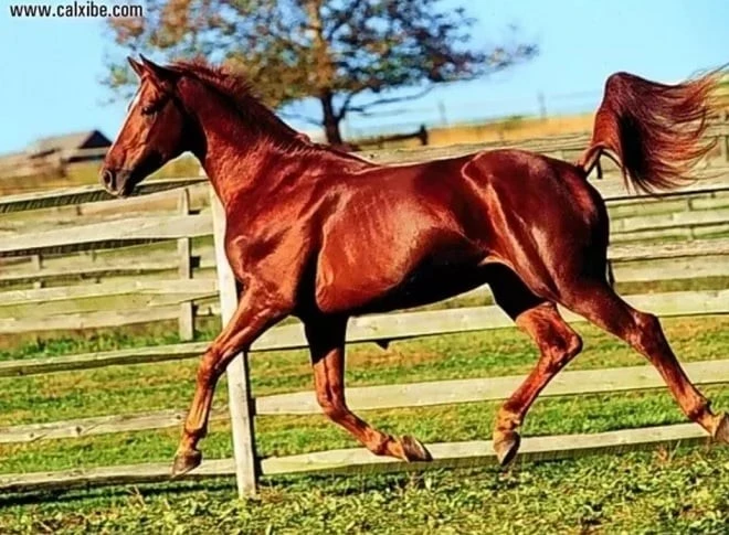 View - Ngựa Xích Thố ngoài đời thực có xứng tầm Thiên Mã? | Báo Tri thức và Cuộc sống - TIN TỨC PHỔ BIẾN KIẾN THỨC 24H