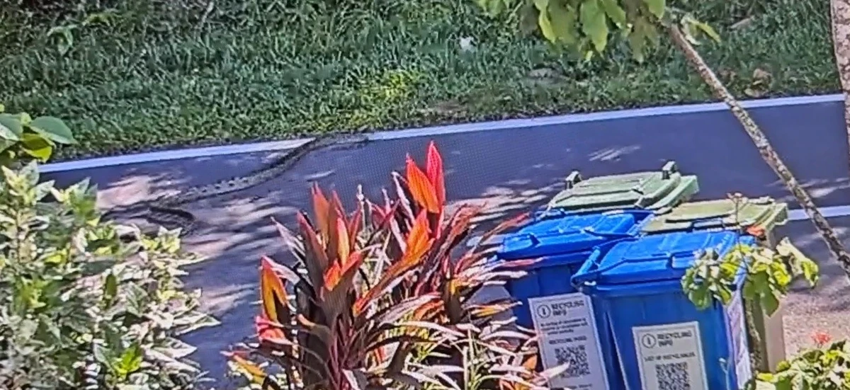 View -  Quái thú giao tranh nảy lửa, camera ghi lại cảnh rùng mình | Báo Tri thức và Cuộc sống - TIN TỨC PHỔ BIẾN KIẾN THỨC 24H