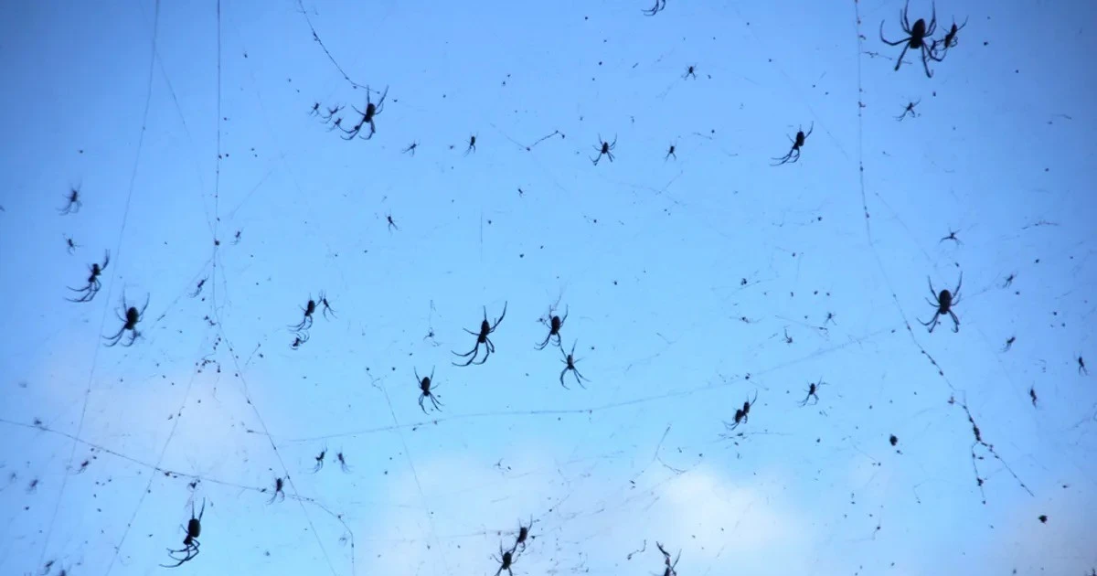 View - Sửng sốt những cơn mưa động vật lạ lùng nhất thế giới | Báo Tri thức và Cuộc sống - TIN TỨC PHỔ BIẾN KIẾN THỨC 24H