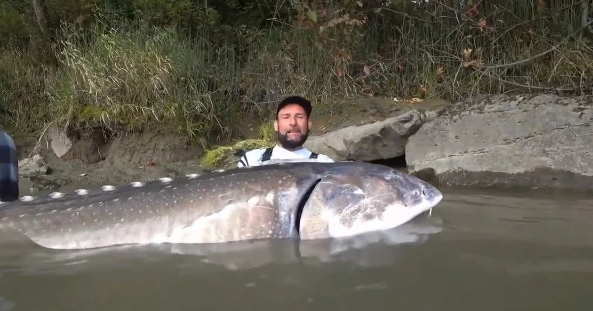 View - Cần thủ câu được cá tầm "khủng" nặng 258 kg gây bão mạng | Báo Tri thức và Cuộc sống - TIN TỨC PHỔ BIẾN KIẾN THỨC 24H