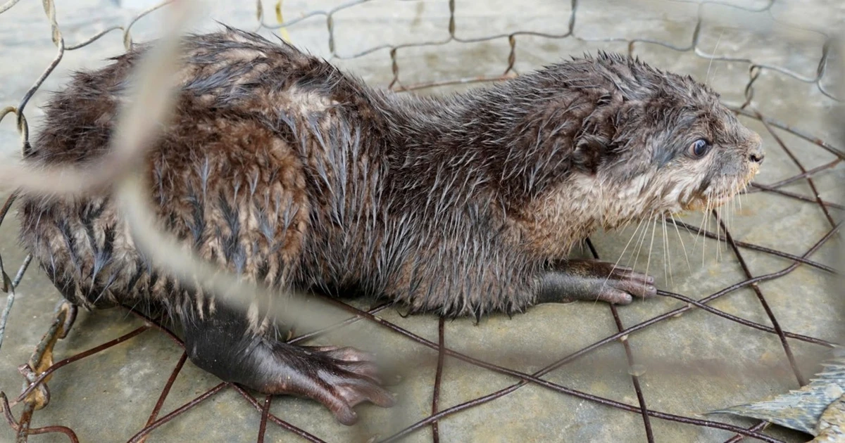 View - Thả lừ bắt cá, phát hiện rái cá quý hiếm trong Sách Đỏ Việt Nam | Báo Tri thức và Cuộc sống - TIN TỨC PHỔ BIẾN KIẾN THỨC 24H