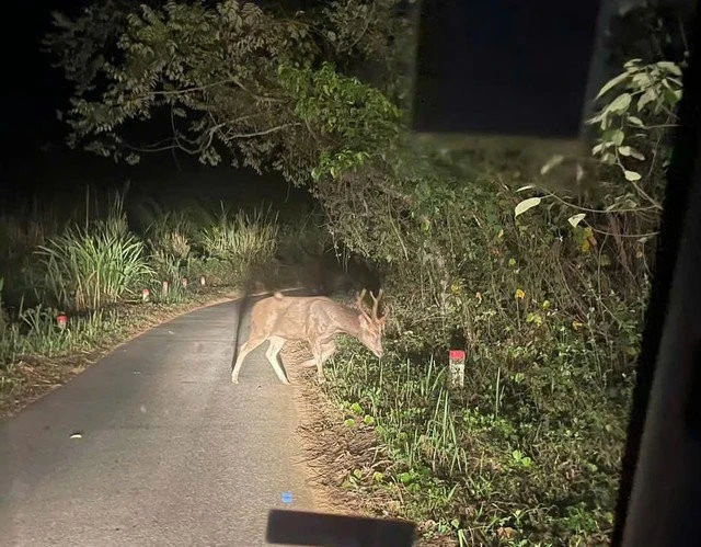 View - Nai Cà Tông quý hiếm trong Sách đỏ liên tục xuất hiện ở Chư Mom Ray | Báo Tri thức và Cuộc sống - TIN TỨC PHỔ BIẾN KIẾN THỨC 24H