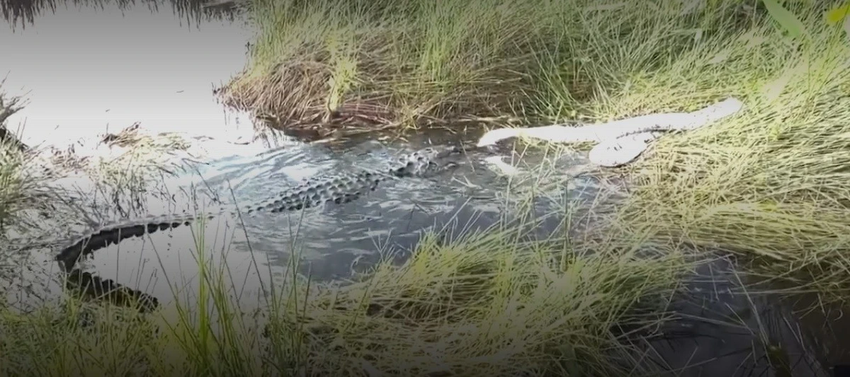 View - Thót tim cá sấu tấn công, "xơi tái" trăn Miến Điện khổng lồ | Báo Tri thức và Cuộc sống - TIN TỨC PHỔ BIẾN KIẾN THỨC 24H