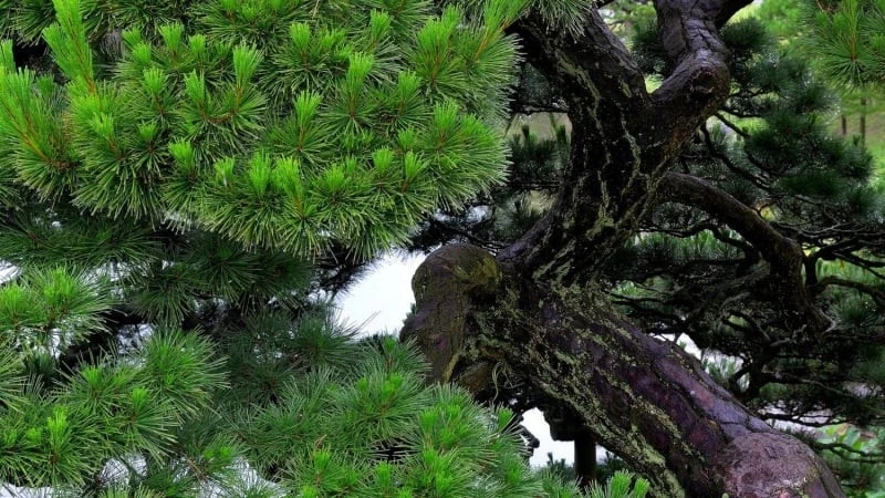 View - Vì sao trồng thông sau nhà được xem là bùa hộ mệnh sống? | Báo Tri thức và Cuộc sống - TIN TỨC PHỔ BIẾN KIẾN THỨC 24H