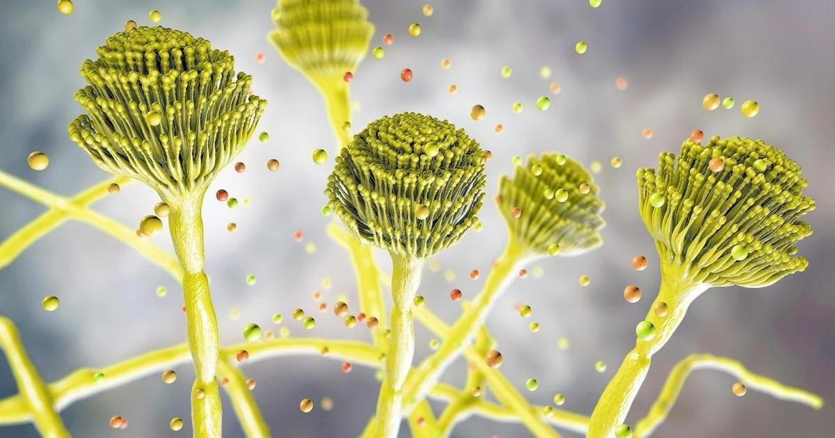 View - Công bố sốc: Nấm cực độc trong lăng mộ cổ chữa được ung thư | Báo Tri thức và Cuộc sống - TIN TỨC PHỔ BIẾN KIẾN THỨC 24H