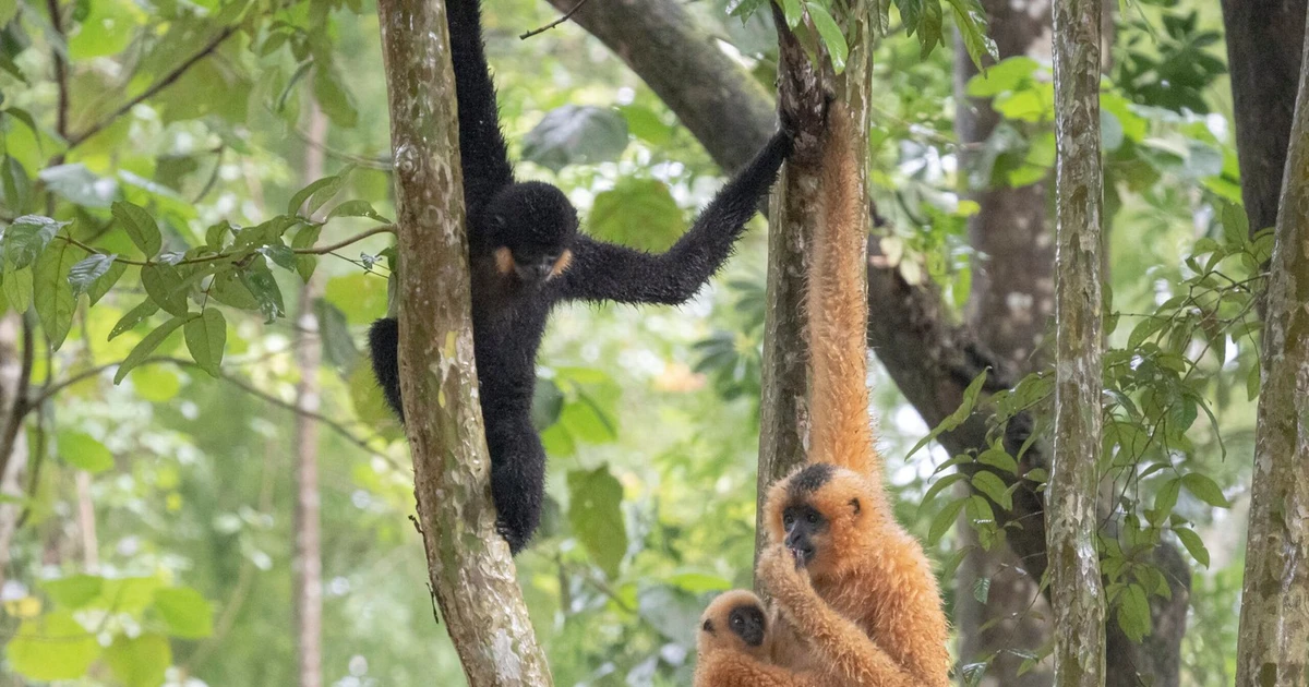 View - Vượn đen má hung Nam Bộ ghi nhận ở Đắk Lắk là loài trong sách Đỏ | Báo Tri thức và Cuộc sống - TIN TỨC PHỔ BIẾN KIẾN THỨC 24H