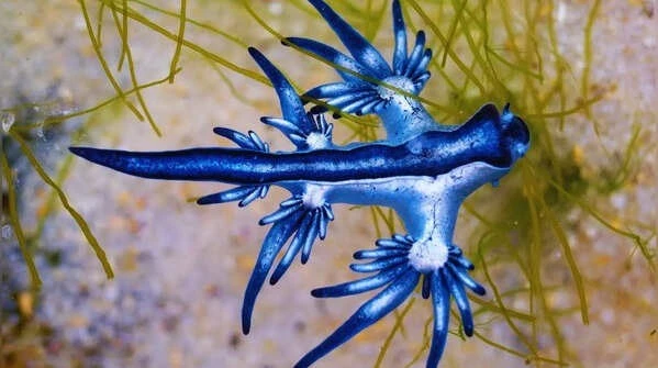 View - 'Rồng xanh' xuất hiện, Tây Ban Nha lập tức ra lệnh cấm tắm biển | Báo Tri thức và Cuộc sống - TIN TỨC PHỔ BIẾN KIẾN THỨC 24H