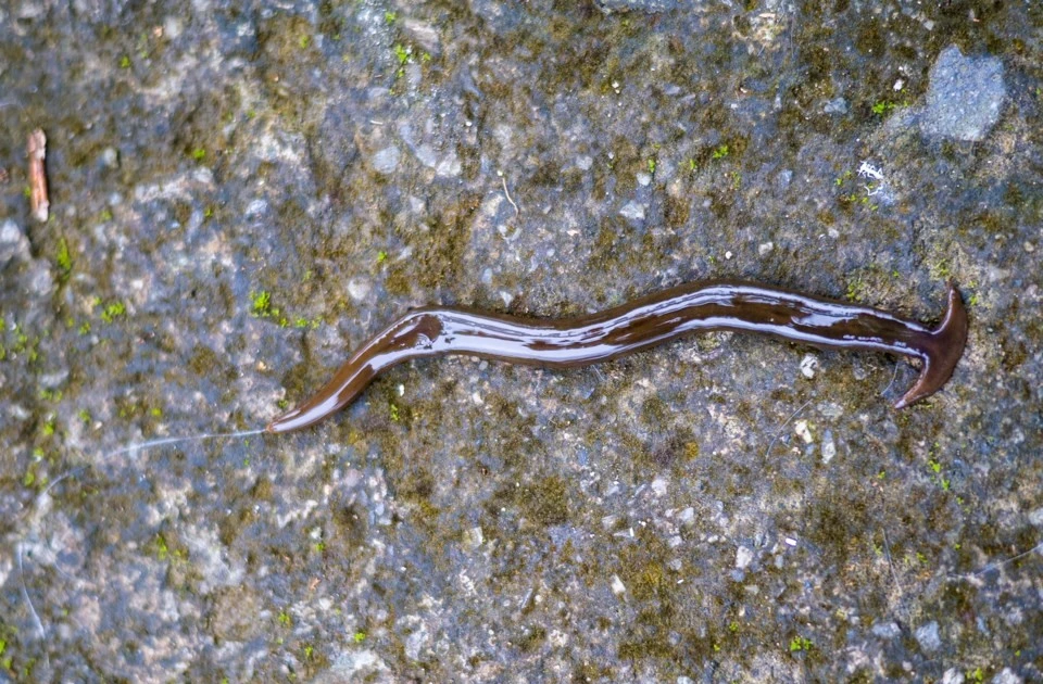 View - Texas "thất thủ" trước đội quân giun đầu búa kỳ dị sau mưa | Báo Tri thức và Cuộc sống - TIN TỨC PHỔ BIẾN KIẾN THỨC 24H