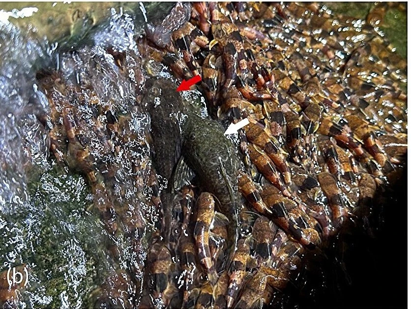 View - Hiếm gặp đàn cá chốt bông nghìn con leo thác nước cao ở Brazil | Báo Tri thức và Cuộc sống - TIN TỨC PHỔ BIẾN KIẾN THỨC 24H