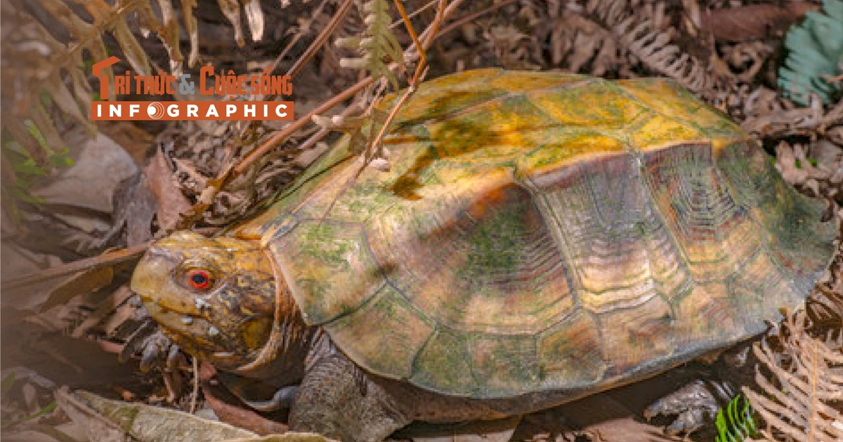 View - [INFOGRAPHIC] Loài rùa quý hiếm 'đi lạc' vào nhà dân Phong Nha | Báo Tri thức và Cuộc sống - TIN TỨC PHỔ BIẾN KIẾN THỨC 24H