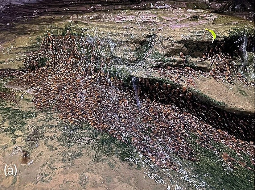 View - Hàng ngàn con cá chen chúc leo lên vách đá, chuyên gia giải mã sao? | Báo Tri thức và Cuộc sống - TIN TỨC PHỔ BIẾN KIẾN THỨC 24H