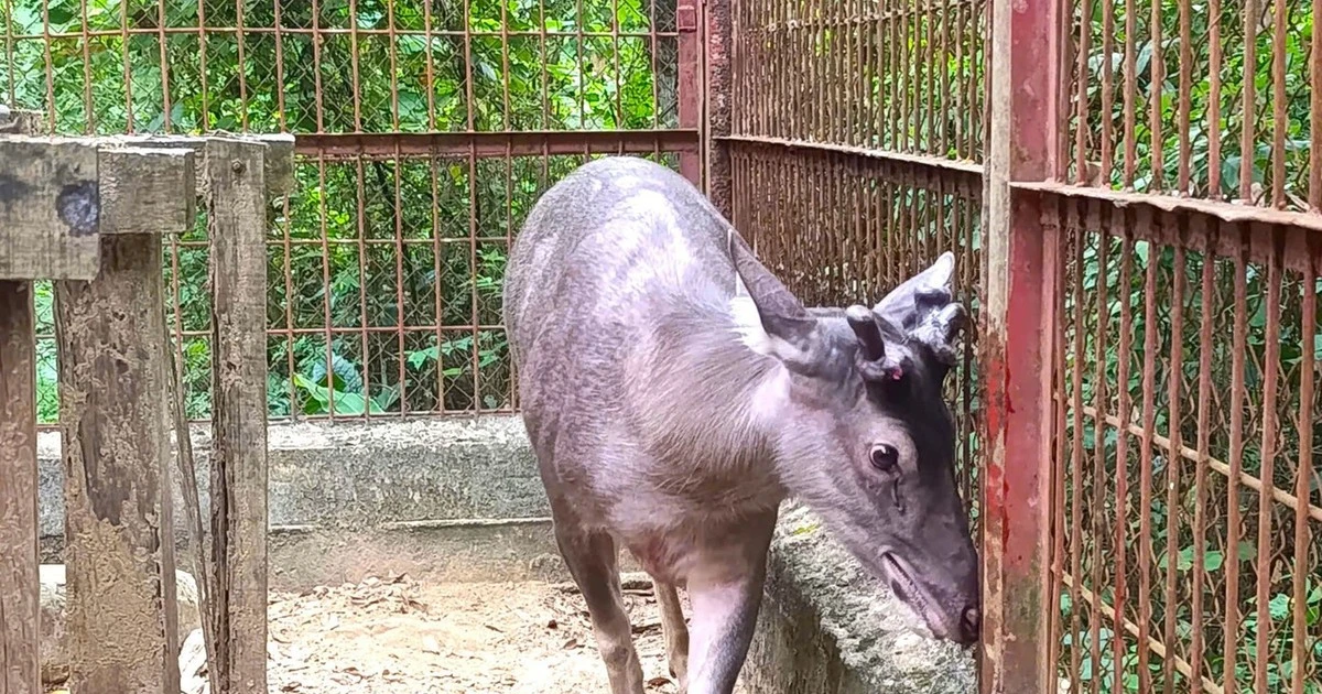 View - Người dân Nghệ An giao nộp 5 cá thể động vật hoang dã | Báo Tri thức và Cuộc sống - TIN TỨC PHỔ BIẾN KIẾN THỨC 24H