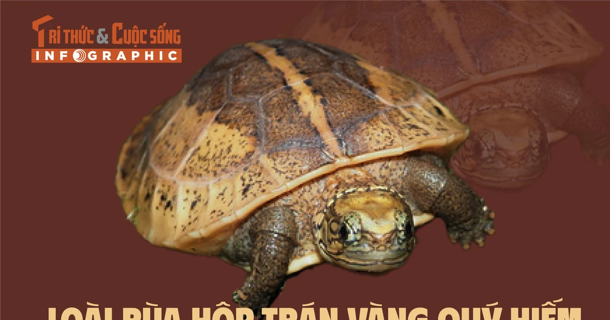 View - [INFOGRAPHIC] Loài rùa quý hiếm có khả năng "đóng hộp" | Báo Tri thức và Cuộc sống - TIN TỨC PHỔ BIẾN KIẾN THỨC 24H