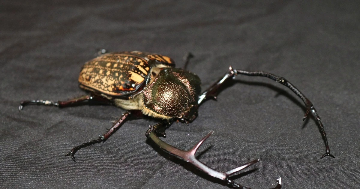 View - Bẫy ảnh phát hiện nhiều động vật quý hiếm tại Chư Mom Ray, có loài lần đầu! | Báo Tri thức và Cuộc sống - TIN TỨC PHỔ BIẾN KIẾN THỨC 24H