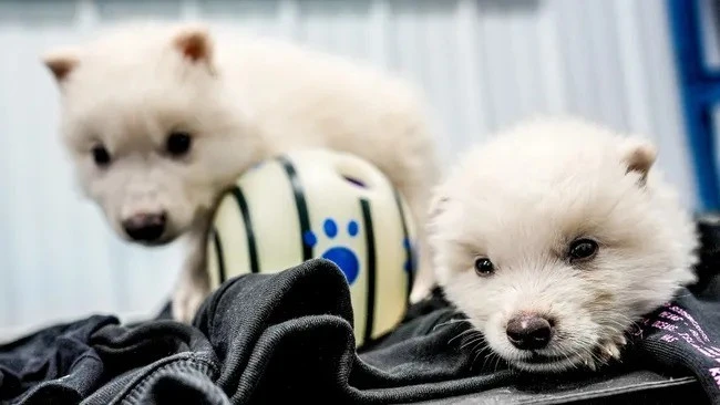 View - Kỳ tích hồi sinh 3 con sói trắng sau 12.500 năm biến mất | Báo Tri thức và Cuộc sống - TIN TỨC PHỔ BIẾN KIẾN THỨC 24H