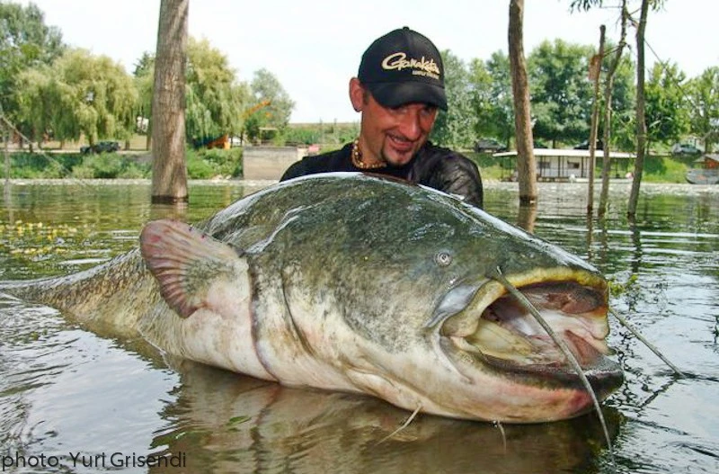 View - Thủy quái hơn 1 tạ sa lưới, cần thủ quyết định bất ngờ | Báo Tri thức và Cuộc sống - TIN TỨC PHỔ BIẾN KIẾN THỨC 24H