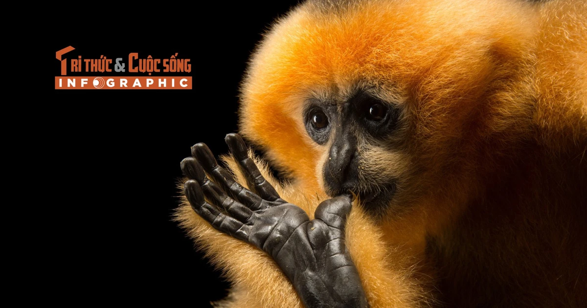 [INFOGRAPHIC] Vượn má vàng quý mới được người dân Đắk Lắk giao nộp