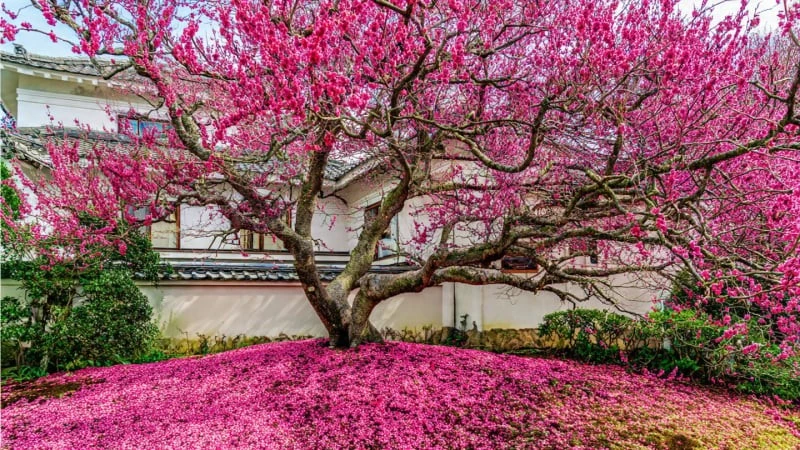 View - Ba cây cảnh hút may mắn, phúc lành cho gia chủ đầu năm mới | Báo Tri thức và Cuộc sống - TIN TỨC PHỔ BIẾN KIẾN THỨC 24H