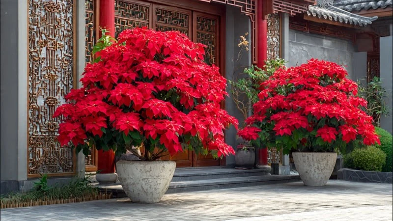 View - 4 cây cảnh Giáng sinh rực rỡ, bừng sáng tài lộc đón Noel | Báo Tri thức và Cuộc sống - TIN TỨC PHỔ BIẾN KIẾN THỨC 24H