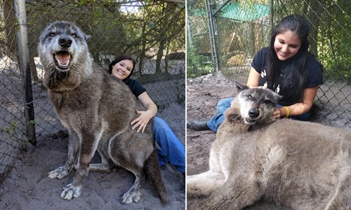 Chó sói khổng lồ bị ung thư và cái kết đẹp | Báo Tri thức và ...