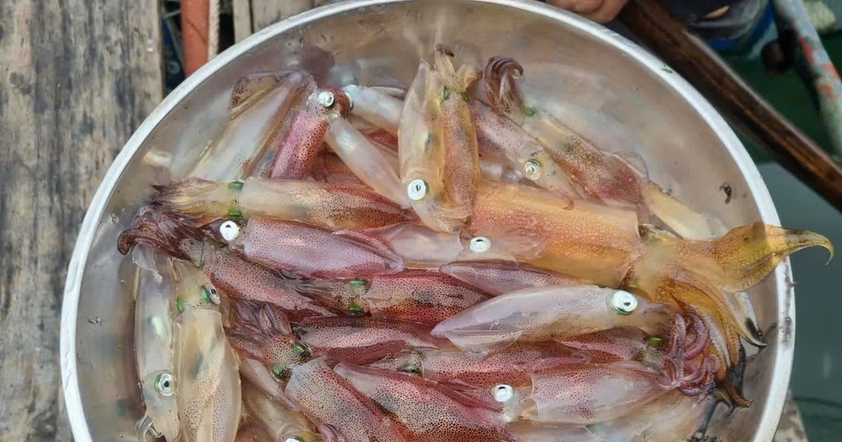 View - Mực nhảy Vũng Áng - Món ngon khó cưỡng khi đến Hà Tĩnh | Báo Tri thức và Cuộc sống - TIN TỨC PHỔ BIẾN KIẾN THỨC 24H