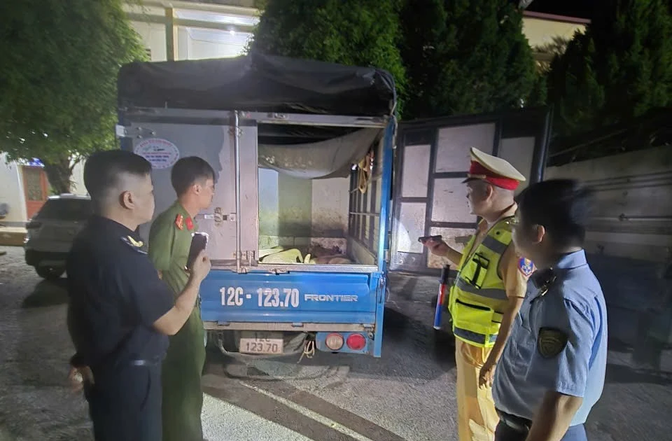 Phát hiện 4 xe tải vận chuyển 35 con lợn không rõ nguồn gốc