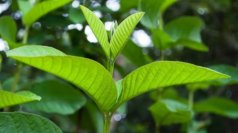 Lá ổi có tác dụng gì?