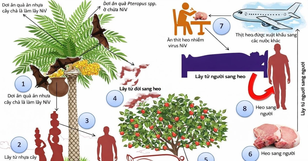 View - Virus Nipah liệu có bùng phát như Covid-19? | Báo Tri thức và Cuộc sống - TIN TỨC PHỔ BIẾN KIẾN THỨC 24H