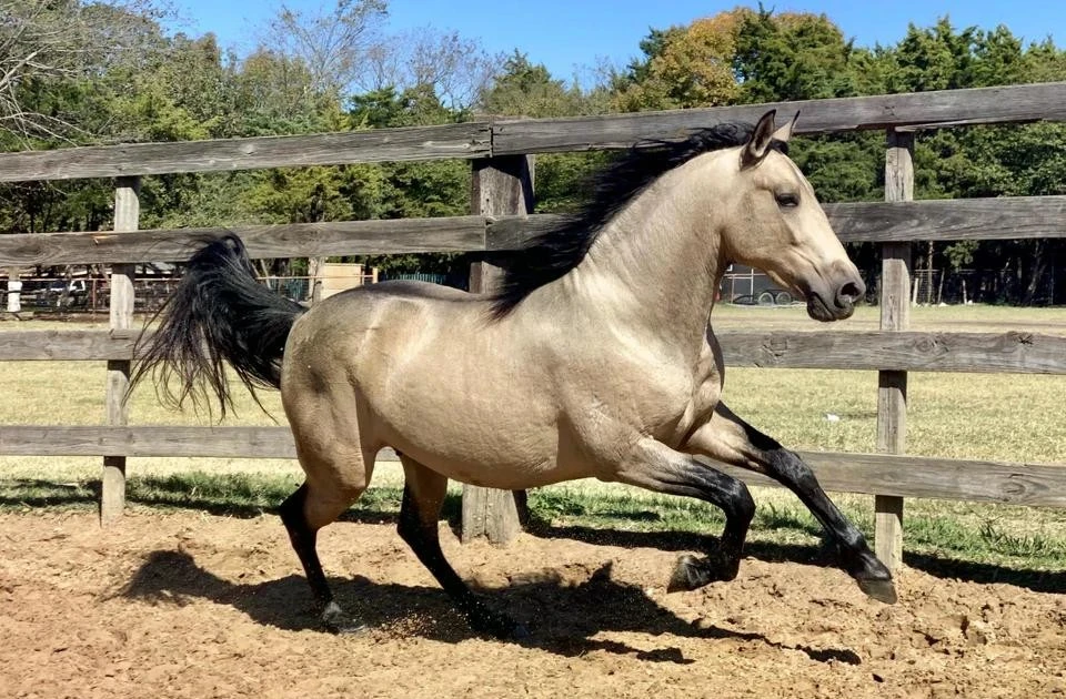 View - Những thương hiệu xe nổi tiếng thế giới gắn liền biểu tượng con ngựa | Báo Tri thức và Cuộc sống - TIN TỨC PHỔ BIẾN KIẾN THỨC 24H