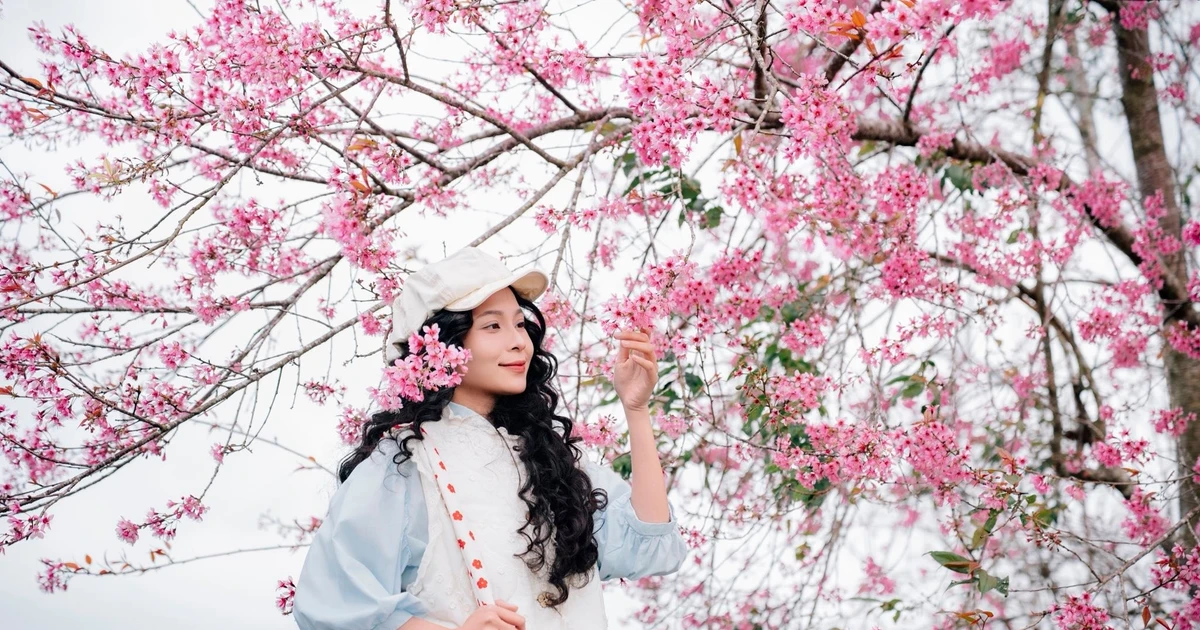 View - Mai anh đào Đà Lạt bung nở, chọn tour nào để 'săn hoa' trọn vẹn? | Báo Tri thức và Cuộc sống - TIN TỨC PHỔ BIẾN KIẾN THỨC 24H