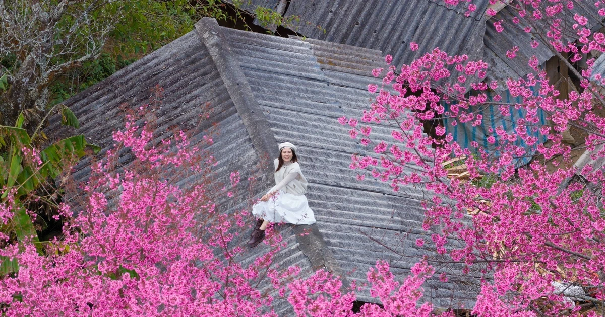 View - Hoa Tớ Dày vào mùa đẹp nhất, gọi bước chân du khách đến Mù Cang Chải | Báo Tri thức và Cuộc sống - TIN TỨC PHỔ BIẾN KIẾN THỨC 24H