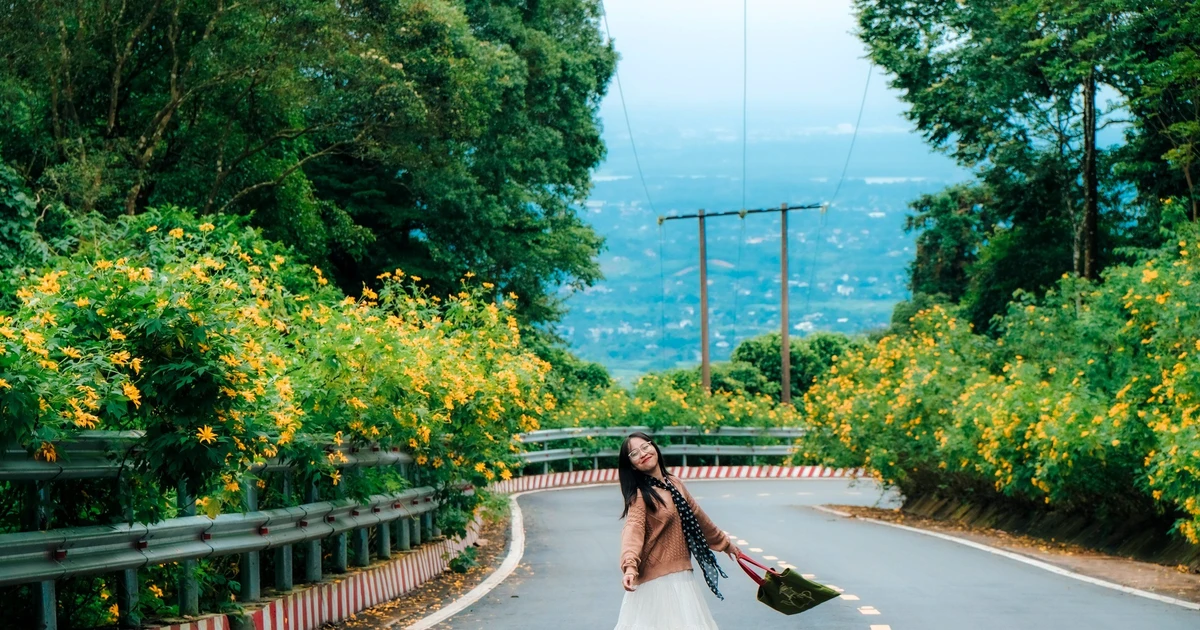 View - Dã quỳ vàng rực giữa núi rừng Ba Vì, gọi mời du khách lên rừng 'săn' ảnh đẹp | Báo Tri thức và Cuộc sống - TIN TỨC PHỔ BIẾN KIẾN THỨC 24H